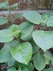 Coleus monostachyus
