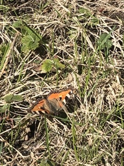 Aglais urticae