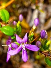 Oplonia spinosa