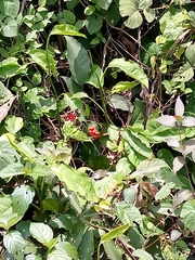 Angiospermae