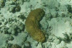 Stichopus herrmanni