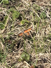 Aglais urticae