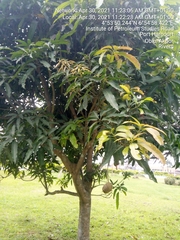 Angiospermae