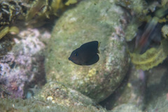 Ctenochaetus binotatus