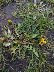 Taraxacum officinale