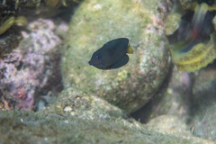 Ctenochaetus binotatus