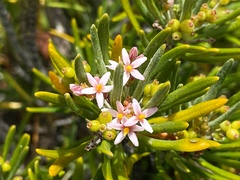 Strumpfia maritima