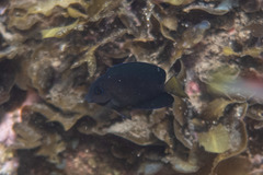 Ctenochaetus binotatus