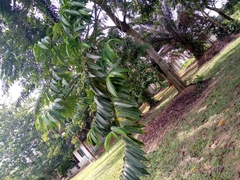 Angiospermae