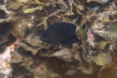 Ctenochaetus binotatus