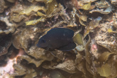 Ctenochaetus binotatus