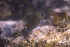 Prionurus maculatus