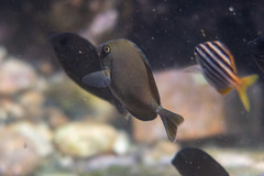 Prionurus maculatus