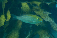 Lethrinus genivittatus