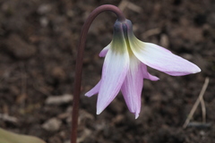 Erythronium krylovii
