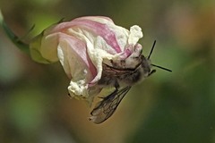 Diadasia bituberculata