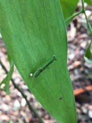 Schizomantodea