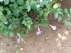 Magnoliopsida