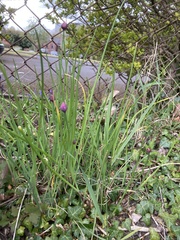 Allium schoenoprasum
