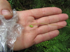 Viola macloskeyi