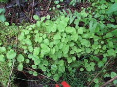 Viola macloskeyi