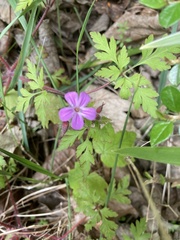 Geranium robertianum