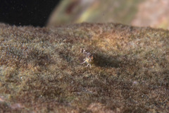 Enneapterygius atrogulare