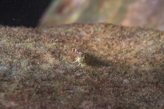 Enneapterygius atrogulare