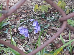 Hyacinthoides