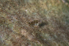 Enneapterygius atrogulare