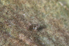 Enneapterygius atrogulare