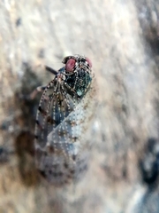 Tachycixius pilosus
