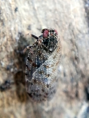 Tachycixius pilosus