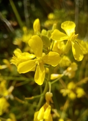 Raphanus raphanistrum landra