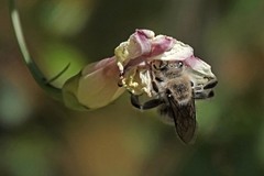 Diadasia bituberculata