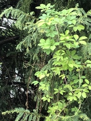 Akebia