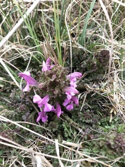Pedicularis sylvatica