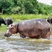 Nile Hippopotamus - Photo (c) Bernard DUPONT, some rights reserved (CC BY-SA)