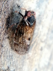 Tachycixius pilosus