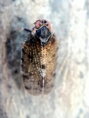 Tachycixius pilosus