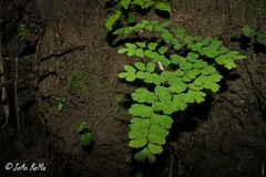 Adiantum amplum