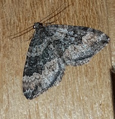 Chrysolarentia gypsomela