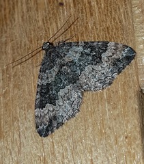 Chrysolarentia gypsomela