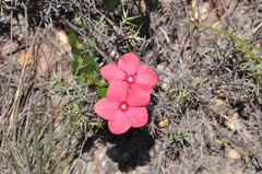 Catharanthus ovalis grandiflorus