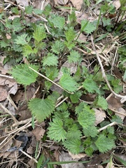 Urtica dioica