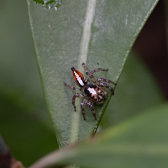 Orientattus hongkong