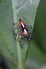 Orientattus hongkong