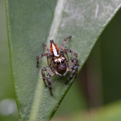 Orientattus hongkong
