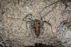 Cranaidae