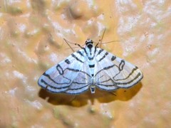 Conchylodes